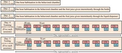 Training on an Appetitive (Delay)-Conditioning Task Enhances Oscillatory Waves During Sleep in the Cortical and Amygdalar Network